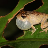 Pseudophilautus mittermeieri Megaskumbura & Manamendra-Arachcchi, 2005